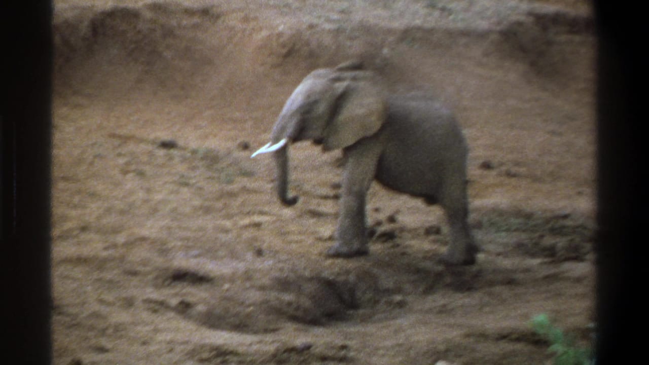 Young elephant in profile on dry ground, seen in 1969 Cape Town archival 8mm footage.