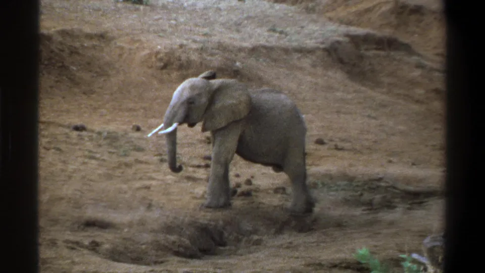 Young elephant with lowered trunk and small tusks in a dusty Cape Town setting from 1969 8mm film.