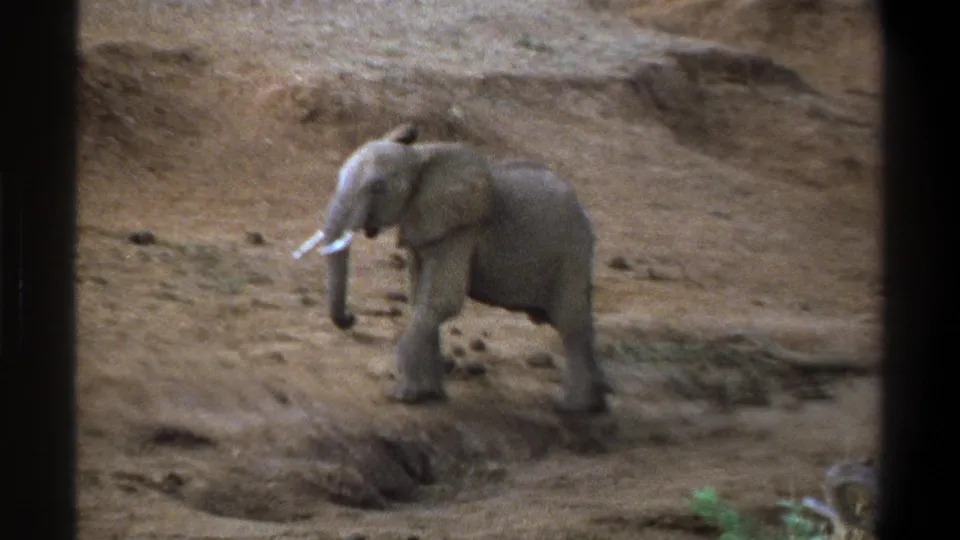Young elephant appears to shift weight in a dry Cape Town landscape on 1969 home-movie film.