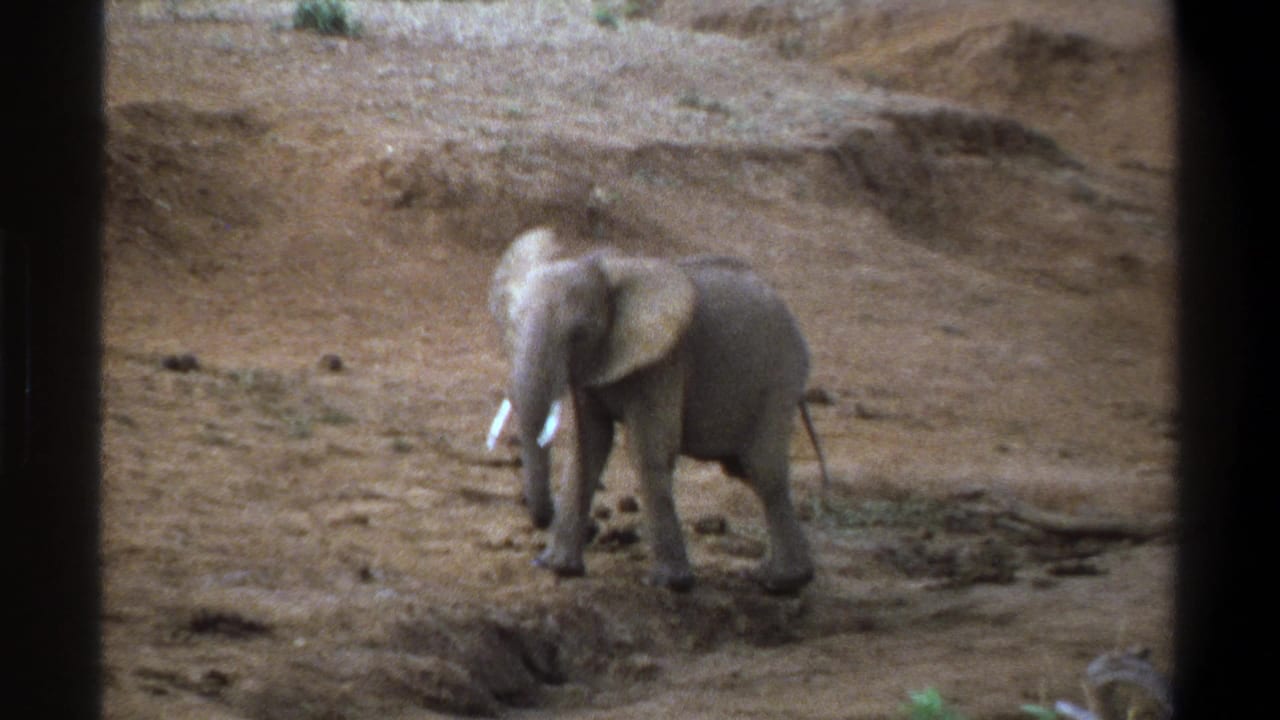 1969 Cape Town 8mm frame showing a young elephant with small tusks standing on dusty terrain behind dark foreground borders.