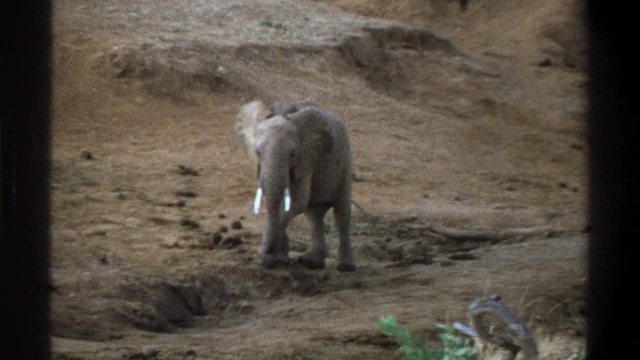 1969 Cape Town 8mm frame of a young elephant facing the camera area on dusty ground with small tusks visible.