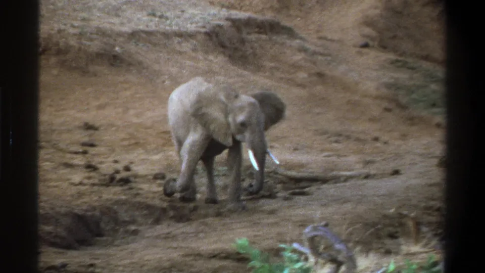 1969 Cape Town 8mm frame showing a young elephant stepping sideways across dry ground, with tusks and ear shape visible.