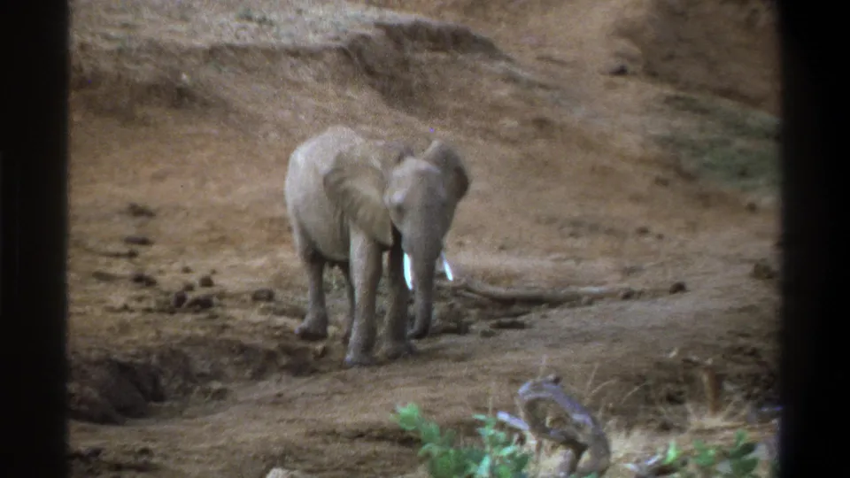 1969 Cape Town 8mm frame of a young elephant standing front-facing on dry terrain with dark film borders at the sides.