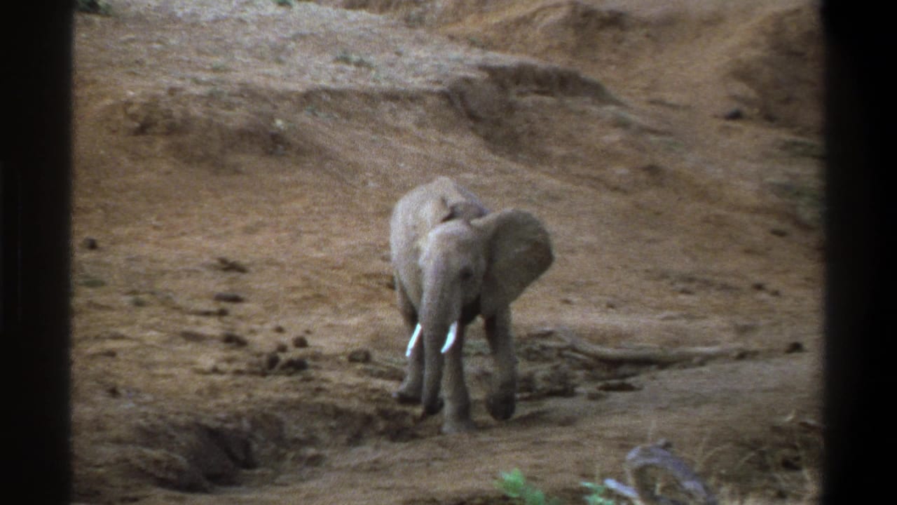 1969 Cape Town home-movie frame showing a lone elephant with bright tusks on dry, uneven ground.