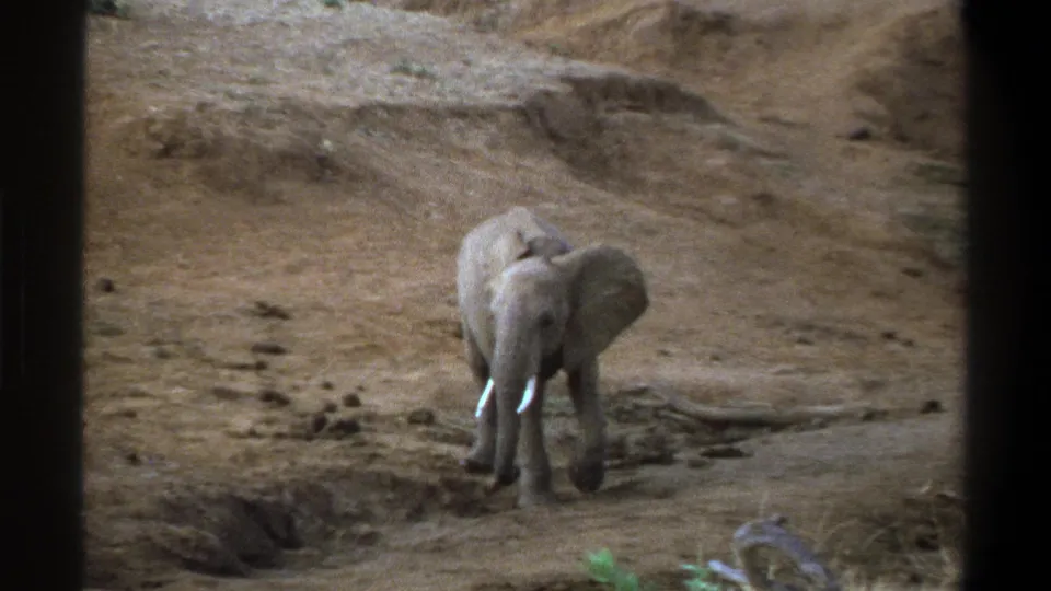 1969 Cape Town home-movie frame showing a lone elephant with bright tusks on dry, uneven ground.