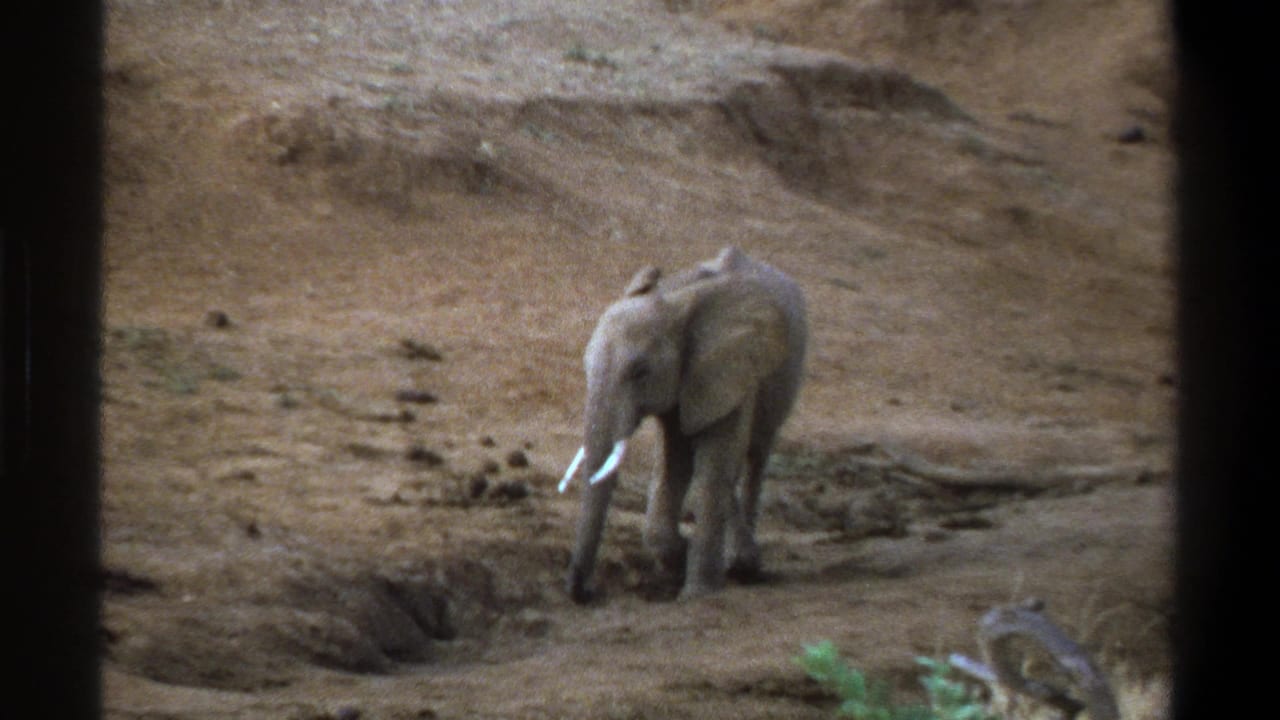 1969 Cape Town footage frame of a lone elephant facing the camera area on brown, arid terrain.