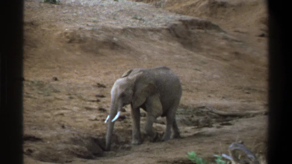1969 Cape Town home-movie frame showing the elephant walking left past a shallow depression in dusty terrain.