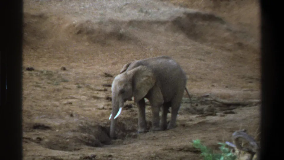 1969 Cape Town frame with the elephant lowering its trunk toward a shallow depression on dusty ground.