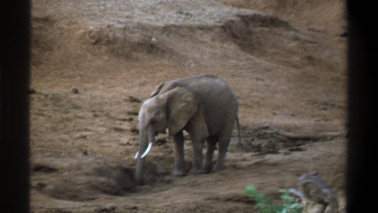 Young tusked elephant stands on sandy ground with its trunk lowered into a shallow pit.