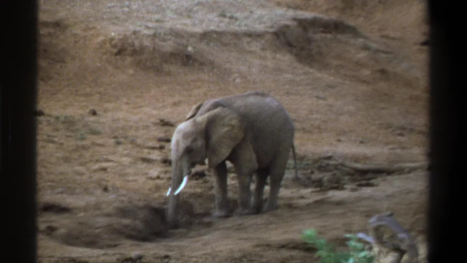 In 1969 Cape Town footage, a young tusked elephant stands in a dry sandy area and lowers its trunk toward a shallow hole.
