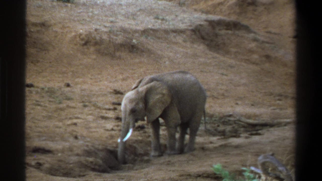 In the Cape Town 1969 home-movie frame, the elephant faces left and reaches its trunk into a sandy depression.