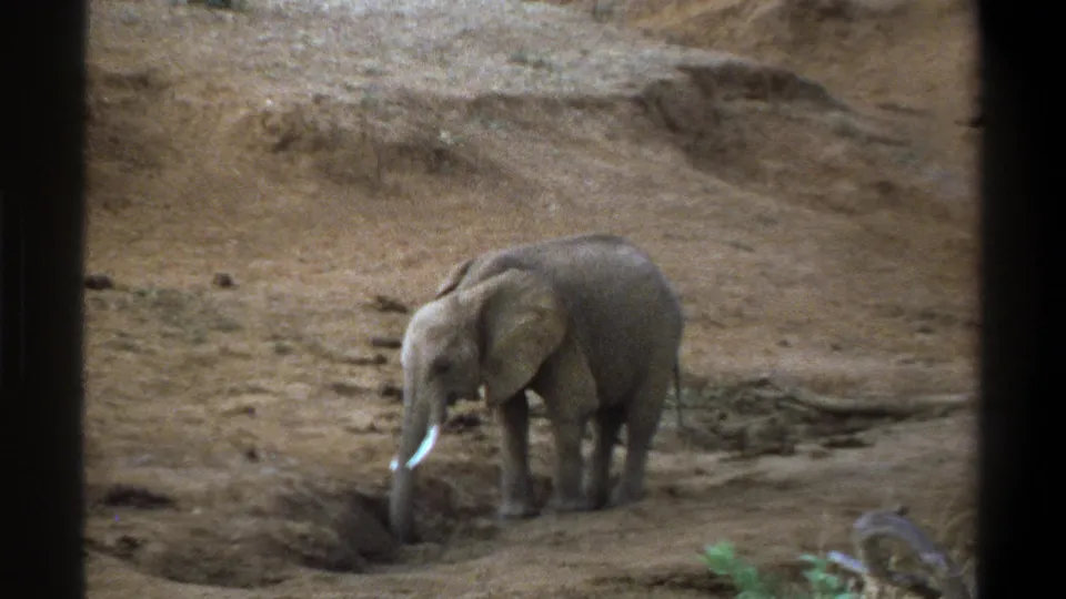 In the Cape Town 1969 home-movie frame, the elephant faces left and reaches its trunk into a sandy depression.
