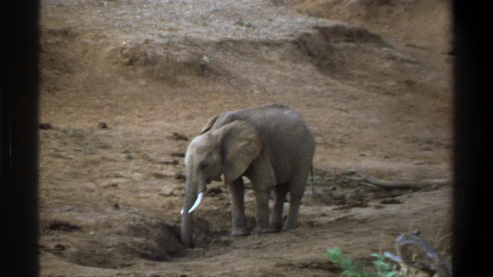 The 1969 Cape Town frame shows the elephant standing near a shallow sandy pit, with dry banks and sparse greenery nearby.