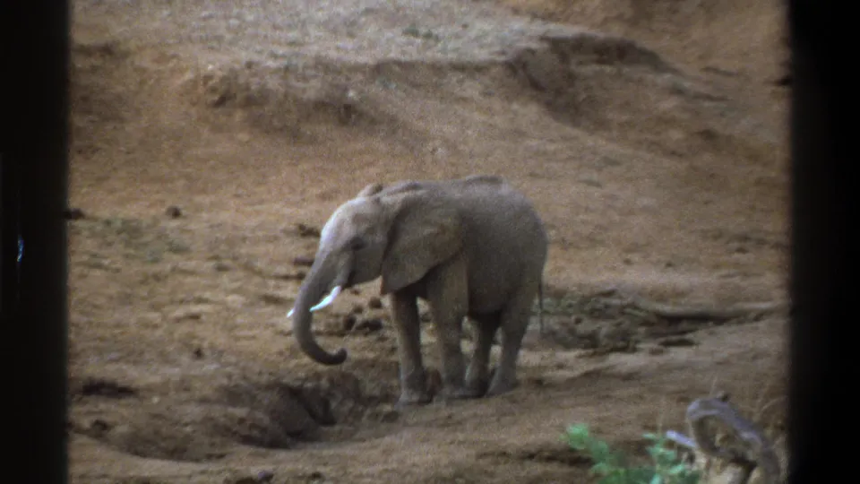 In this 1969 Cape Town still, the tusked elephant curls its trunk upward while standing in the dry sandy landscape.