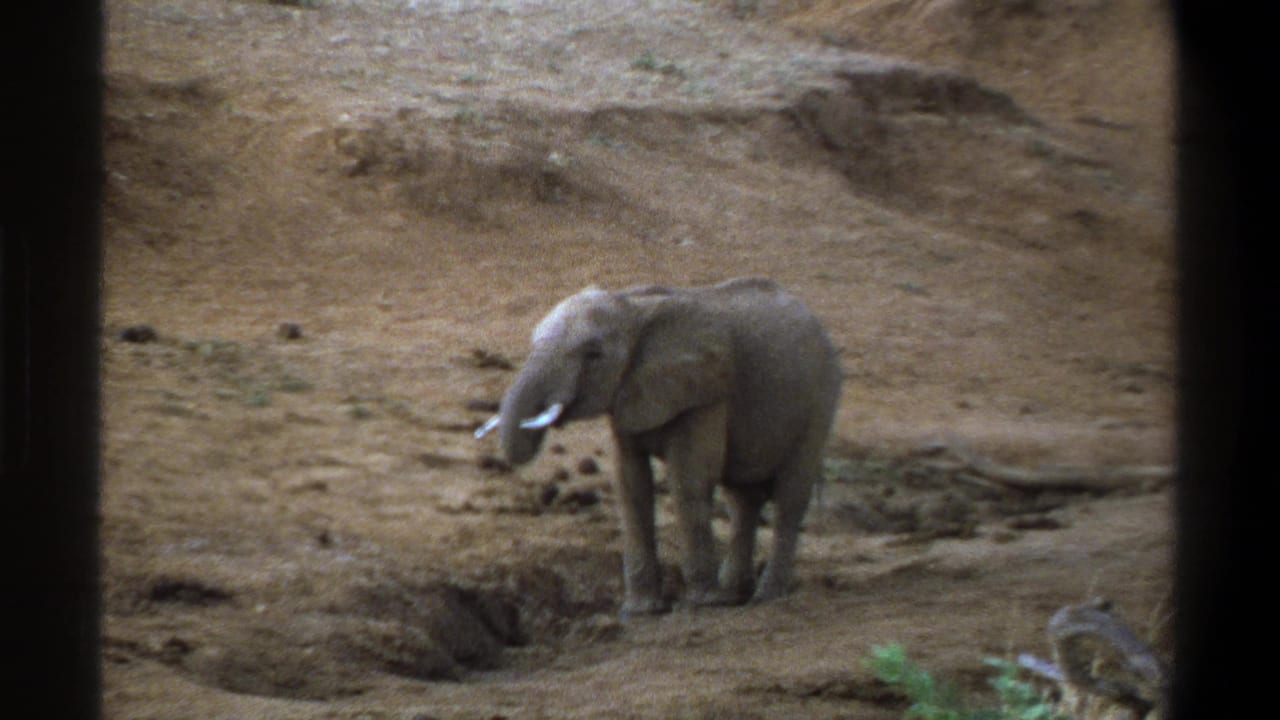 Young elephant standing on a dry dirt slope with its trunk slightly raised.