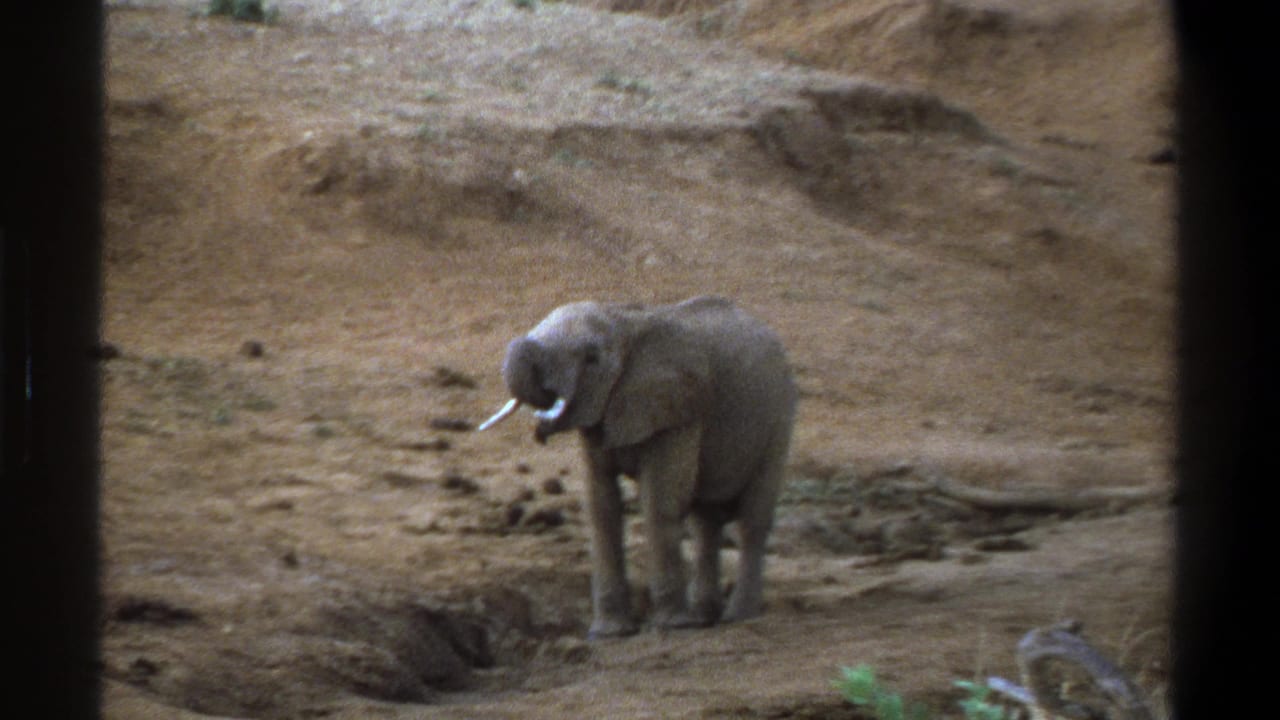 1969 Cape Town 8mm frame of a small elephant facing partly toward the camera on a dry, uneven slope.