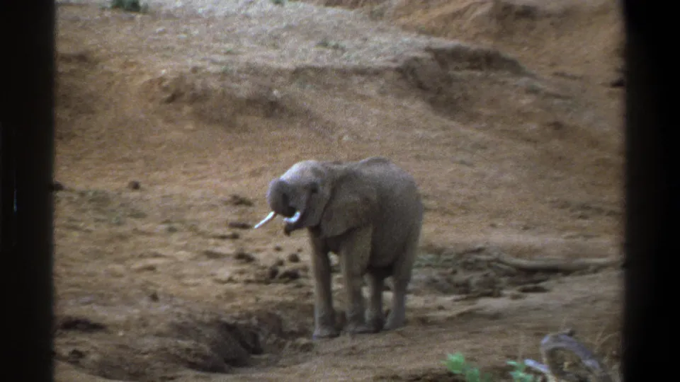 1969 Cape Town 8mm frame of a small elephant facing partly toward the camera on a dry, uneven slope.