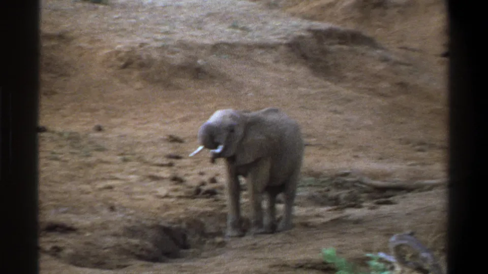 1969 Cape Town home-movie frame showing the elephant with its trunk lowered on a dry, eroded patch of ground.