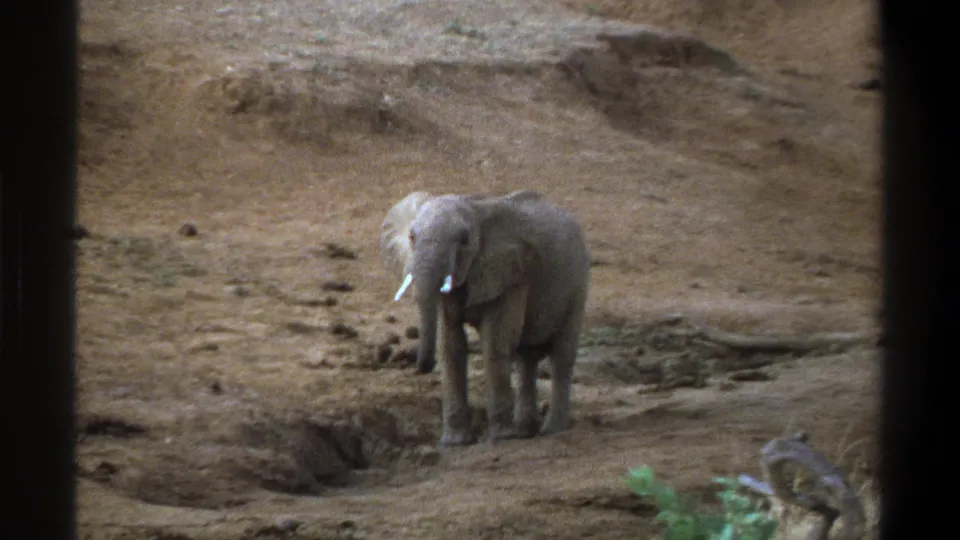 1969 Cape Town 8mm frame of a young elephant facing the camera on dry ground, with dark window-like edges visible.