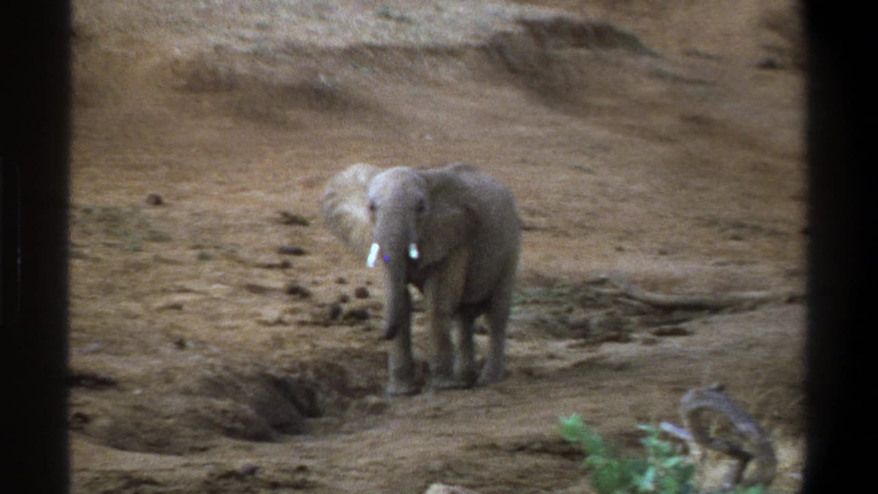1969 Cape Town 8mm frame showing a young elephant on dry terrain, with small tusks visible and dark borders suggesting a window or barrier.