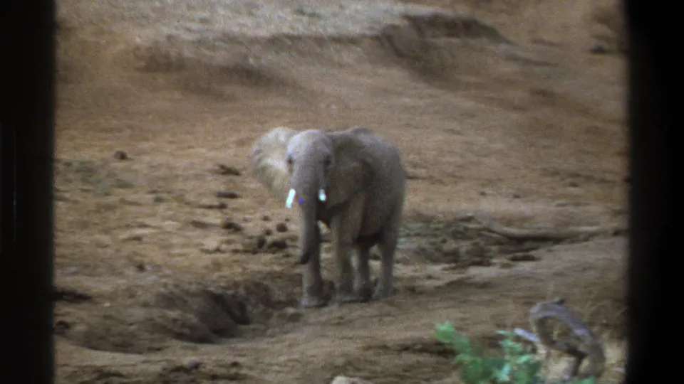 1969 Cape Town 8mm frame showing a young elephant on dry terrain, with small tusks visible and dark borders suggesting a window or barrier.