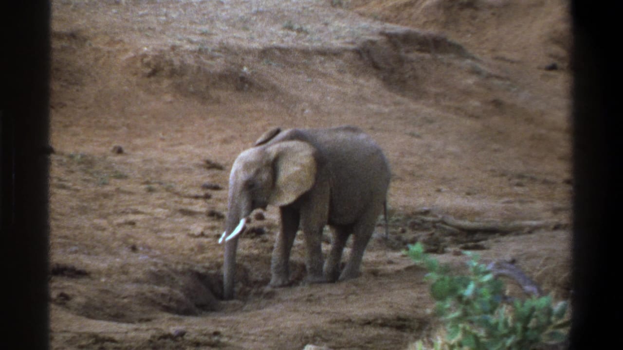 Young elephant reaches its trunk toward a small hole in dry terrain.