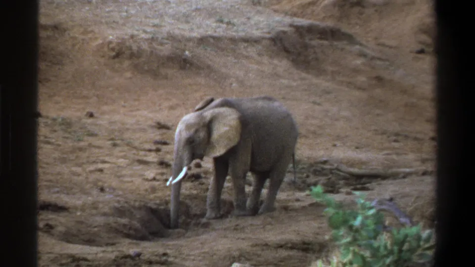 1969 Cape Town 8mm frame showing a young elephant lowering its trunk toward a shallow dirt opening, with dry banks behind it.