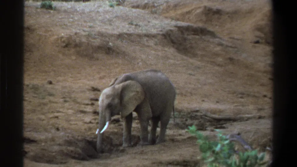 1969 Cape Town 8mm frame showing a young elephant using its trunk at the edge of a shallow dirt pit, with dry terrain and a green bush nearby.