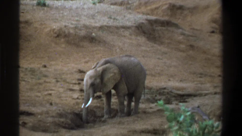 1969 Cape Town 8mm frame showing the young elephant with its trunk down in dusty earth, framed by dark edges and a green foreground bush.