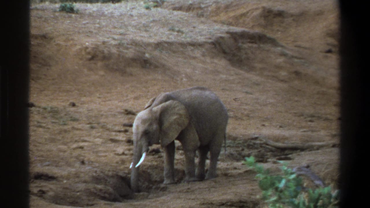 1969 South Africa 8mm frame of a young elephant standing in a dry habitat, partly framed by dark vertical borders.