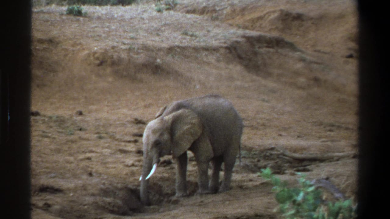 Elephant facing left with trunk near the ground in a dry enclosure-like landscape.
