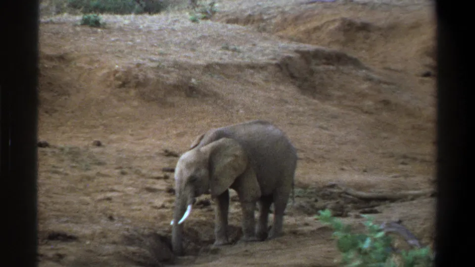 Vintage 8mm South Africa frame of an elephant near a shallow depression in a dry, dusty habitat.