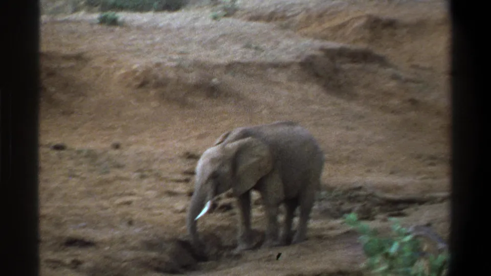1969 South Africa 8mm frame showing a slightly blurred elephant in a dry habitat, framed by dark vertical edges.