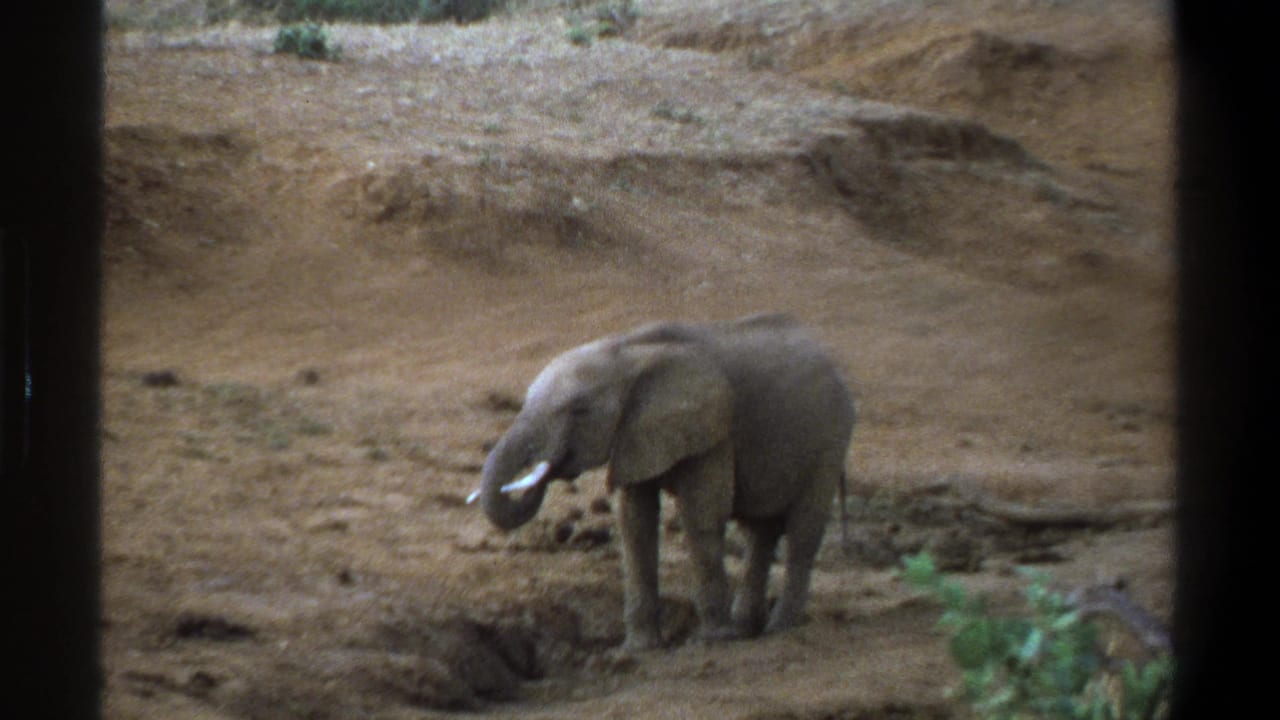 1969 Cape Town-area 8mm frame showing a young elephant with small tusks standing near a muddy hollow in dry ground.