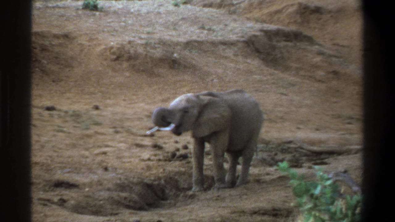 Young elephant raises its trunk near a muddy hollow on dry ground.