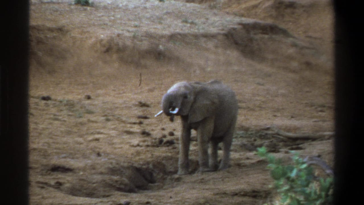 Young elephant with short pale tusks stands in a dry Cape Town-area landscape in 1969 home-movie footage.