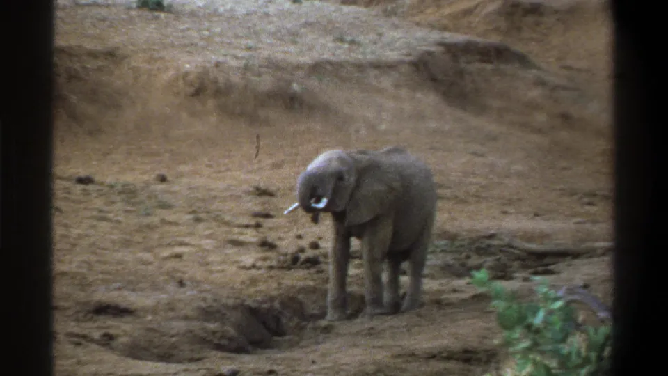 Young elephant with short pale tusks stands in a dry Cape Town-area landscape in 1969 home-movie footage.