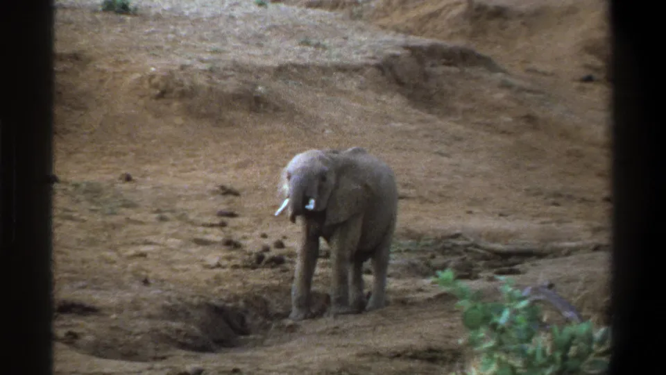 The young elephant appears to shift its weight near a shallow eroded depression in 1969 Cape Town-area home-movie footage.
