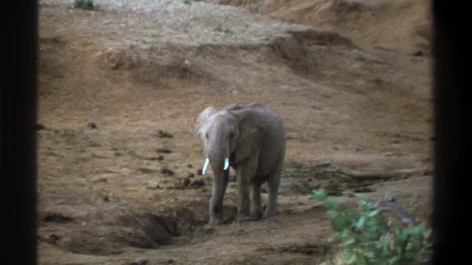 A young elephant remains mostly still in a dry Cape Town-area setting, seen through dark frame edges in 1969 8mm footage.