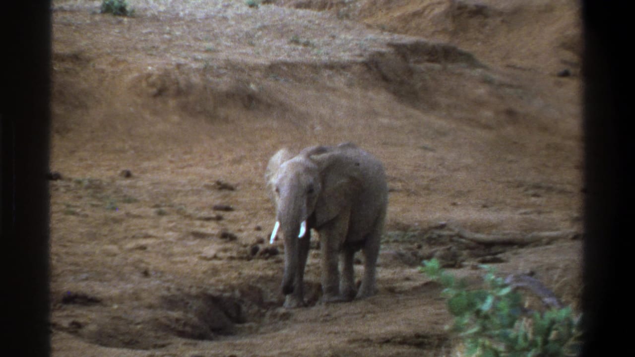 1969 South Africa 8mm frame showing a young elephant standing in dusty savanna terrain, partly viewed through a dark foreground frame.