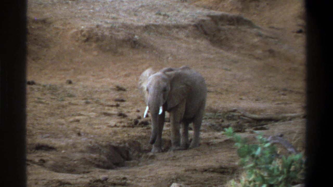 Young elephant facing forward on dusty ground with sparse brush and a dark vertical foreground bar.