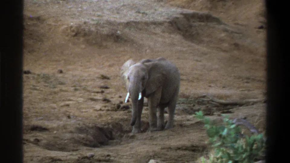 1969 South Africa home-movie frame of a young elephant in a dry habitat, with small tusks visible and dark framing in the foreground.