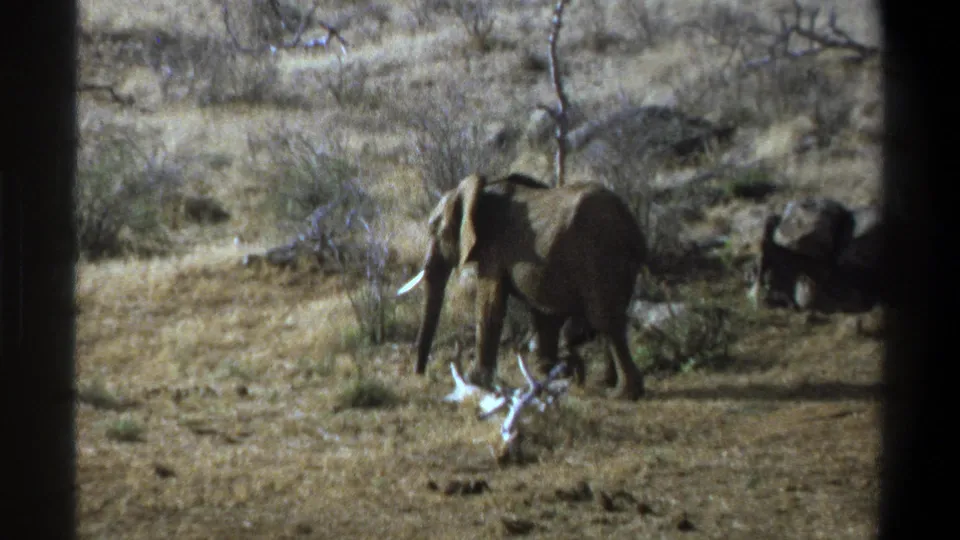 1969 South Africa 8mm frame showing an elephant moving across dry grass and brush, with another indistinct dark animal shape near the right edge.