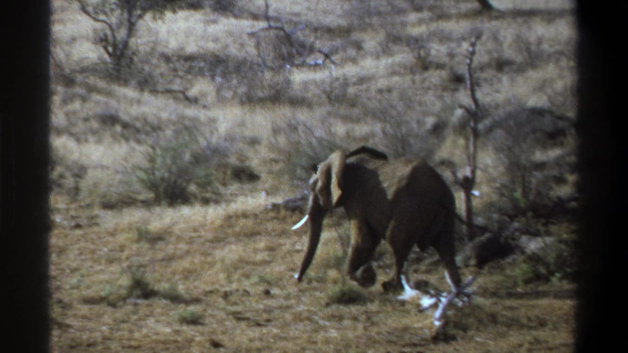 1969 South Africa 8mm frame of a tusked elephant moving across dry scrubland with sparse trees and dark edge framing.
