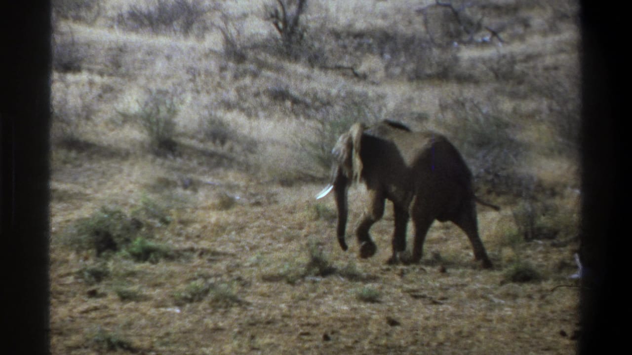 Elephant stepping across open scrubland with tusks visible and sparse trees behind it.