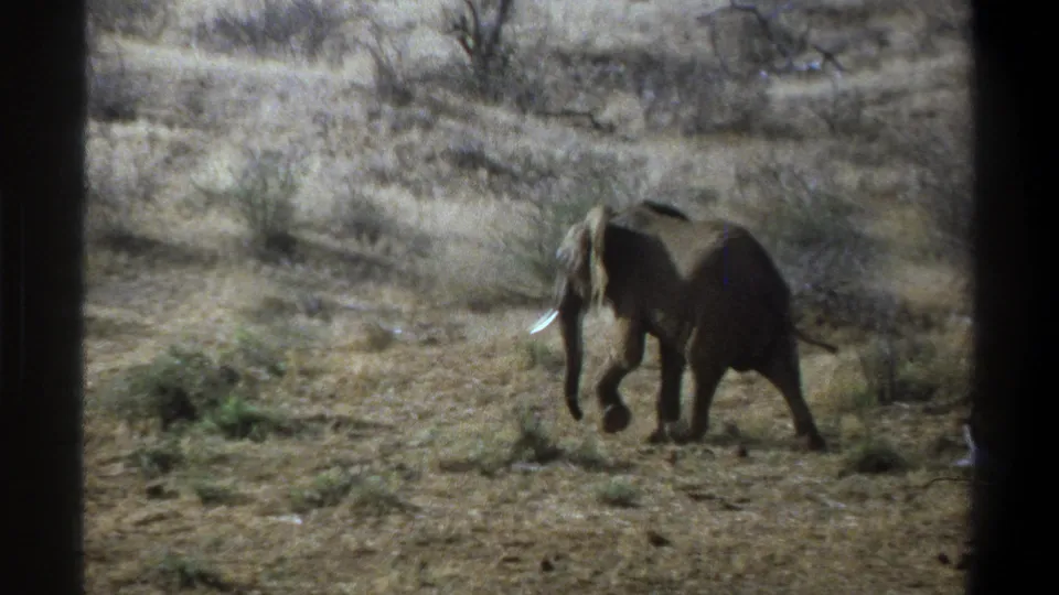 1969 South Africa 8mm frame showing a tusked elephant in profile crossing open dry scrub with scattered trees.