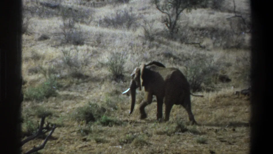 1969 South Africa 8mm frame of a tusked elephant amid dry grass, low shrubs, and scattered trees in soft daylight.