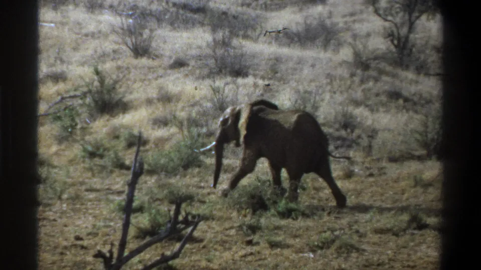 1969 South Africa 8mm frame of a tusked elephant walking rightward through dry scrub with bare branches in the foreground.