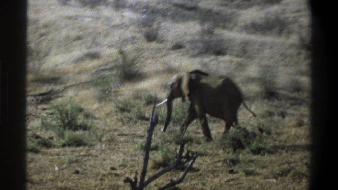 1969 8mm frame from South Africa showing a tusked elephant moving across dry savanna with sparse shrubs and dark vertical framing.