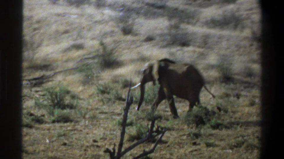 1969 8mm frame from South Africa showing a tusked elephant moving across dry savanna with sparse shrubs and dark vertical framing.
